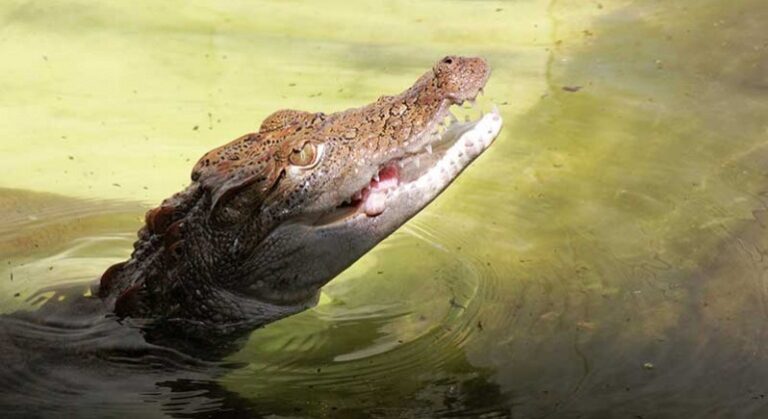 bangladesh-national-zoo-mirpur-dhaka-770x420