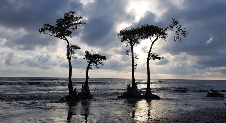 Lebur-Chor-Lebur-Bon-Patuakhali