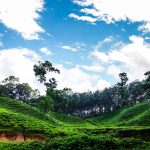 Sylhet_tea_garden