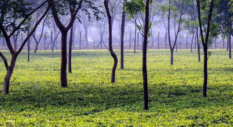 Tea-Garden-Cha-Bagan-Panchagarh-770x420