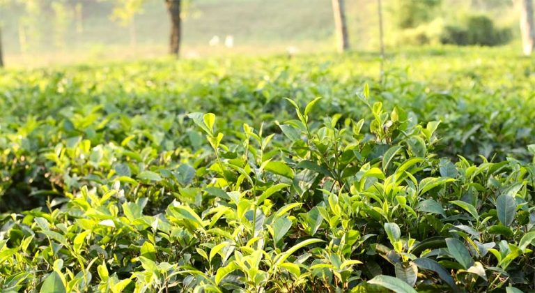 lakkatura-tea-garden-sylhet