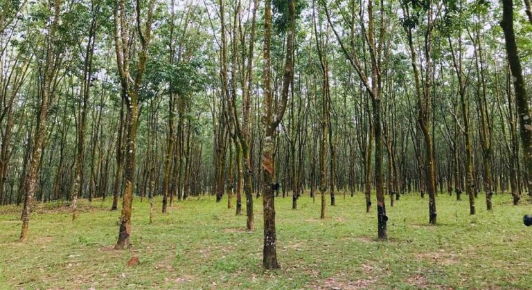 ramu-rubber-garden-coxs-bazar