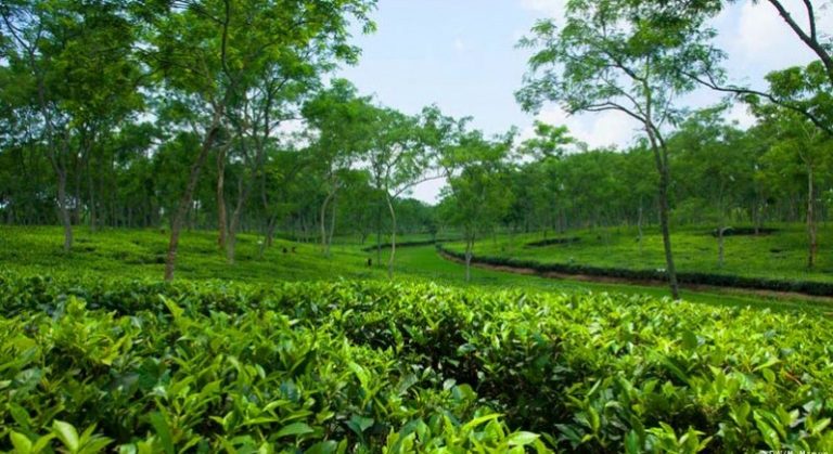 tea-garden-sreemangal-770x420