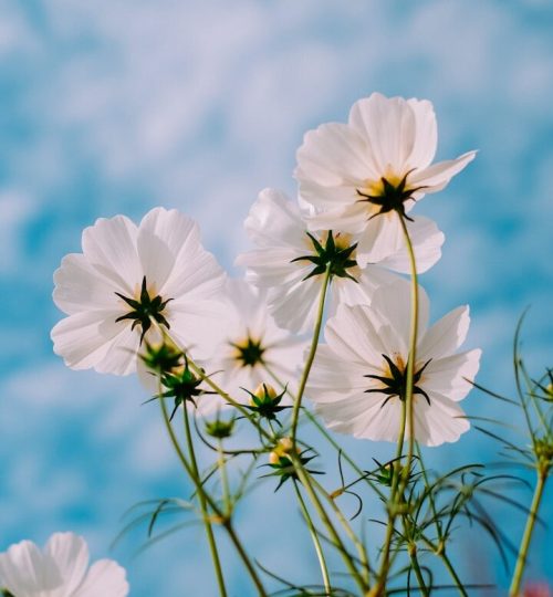 white petaled flowers during day