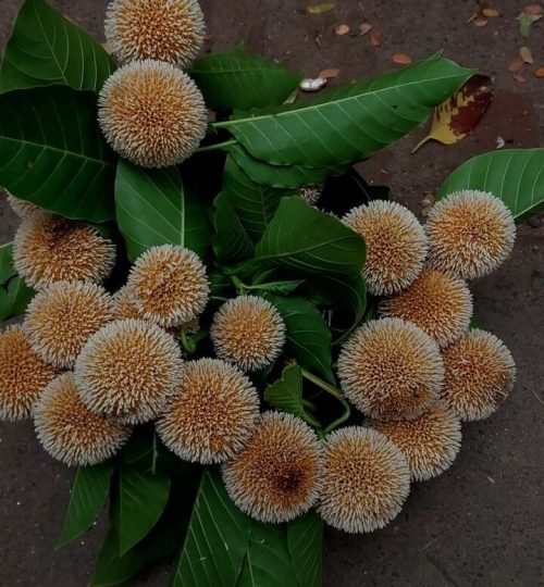 It's the Burflower season_#burflower #photography #bangladesh #rainyseason