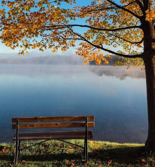 brown wooden bench beside tree