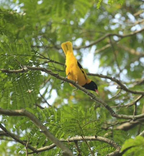 bangladesh, yellow, bird-3571816.jpg