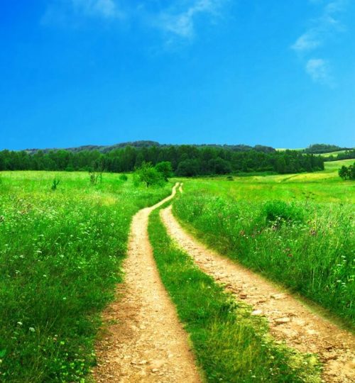 road in between of grass field near trees at daytime