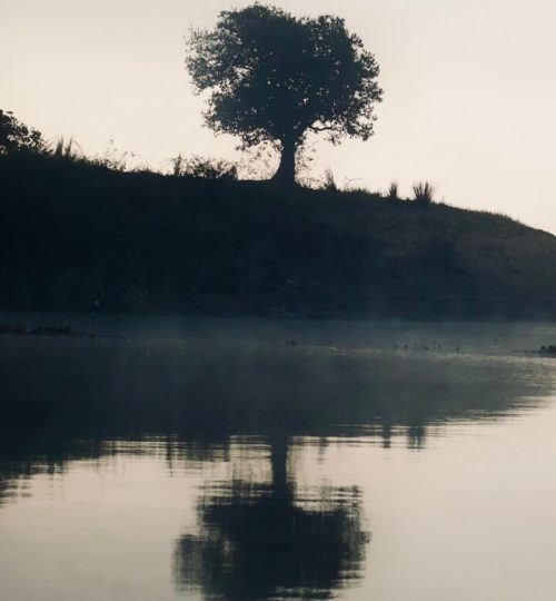 a lone tree sitting on top of a hill next to a body of water