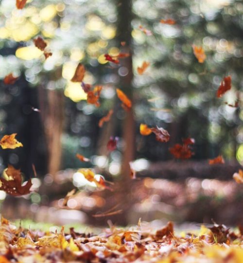 selective focus photography of orange and brown falling maple leaves